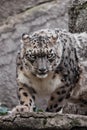 Leopard look full face., The beast is a close-up. Powerful  predatory cat snow leopard sits on a rock close-up Royalty Free Stock Photo