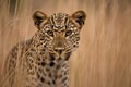 a leopard in a field of tall grass