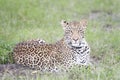 Leopard looking at camera while lying down Royalty Free Stock Photo