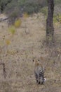 Leopard looking for prey in mala mala