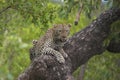 Leopard lookout Royalty Free Stock Photo