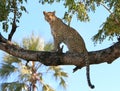 Leopard on the lookout Royalty Free Stock Photo