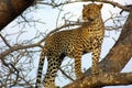 Leopard on the Lookout Royalty Free Stock Photo