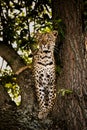 Leopard on the lookout. Royalty Free Stock Photo