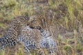 Leopard on the lookout. Hunt of predator. Masai Mara Royalty Free Stock Photo