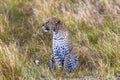 Leopard on the lookout. Hunter. Masai Mara Royalty Free Stock Photo