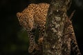 Leopard looks up from lichen-covered tree branches Royalty Free Stock Photo