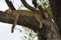 Leopard lounges in a tree.