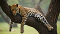 Leopard lounging in tree legs dangling eyes half closed Royalty Free Stock Photo