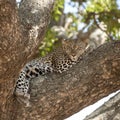 Leopard lying