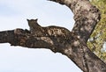 Leopard lying on branch in big tree shade Royalty Free Stock Photo
