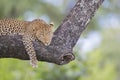 Leopard lying on a branch Royalty Free Stock Photo