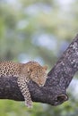 Leopard lying on a branch Royalty Free Stock Photo