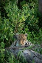 Leopard lying in bushes peeping over log Royalty Free Stock Photo