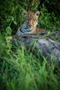 Leopard lying in bushes stares over log Royalty Free Stock Photo