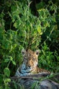 Leopard lying in bushes staring over log Royalty Free Stock Photo