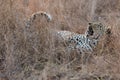 Leopard lying down in long brown grass relaxing before a hunt Royalty Free Stock Photo