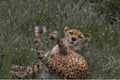 Leopard lying in the grass on his back with his tail raised. Panthera pardus japonensis Royalty Free Stock Photo