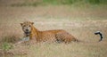 Leopard lying on the grass. Sri Lanka. Royalty Free Stock Photo