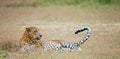 Leopard lying on the grass. Sri Lanka. Royalty Free Stock Photo