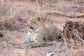 Leopard lying