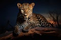 Leopard lying on a log in the evening, 3d render, African Leopard, Panthera pardus illuminated by beautiful light, resting on a