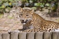 Leopard lying Royalty Free Stock Photo