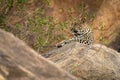 Leopard lying on rock with bushes nearby Royalty Free Stock Photo