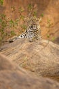 Leopard lying on rock beside leafy bushes Royalty Free Stock Photo