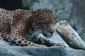 Leopard lying in the rocks with black spots and white muzzle Royalty Free Stock Photo