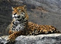 Leopard lying on the rocks, Thailand