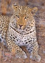 Leopard lying in savannah Royalty Free Stock Photo