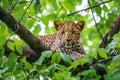 leopard lying stealthily on a tree branch in green foliage