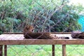 Leopard is lying on the table