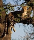 Leopard lying on a tree