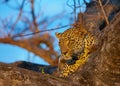 Leopard lying on the tree Royalty Free Stock Photo