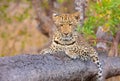 Leopard lying on the tree Royalty Free Stock Photo