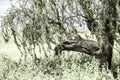 Leopard lying on a tree branch Royalty Free Stock Photo