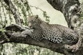 Leopard lying on a tree branch Royalty Free Stock Photo