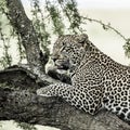 Leopard lying on a tree branch in Serengeti Royalty Free Stock Photo