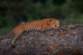 Leopard lying on the tree, Okavango delta in Botswana. Royalty Free Stock Photo