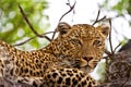 Leopard lying in tree Royalty Free Stock Photo