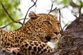 Leopard lying in tree Royalty Free Stock Photo