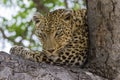Leopard lying in tree in the shade resting Royalty Free Stock Photo