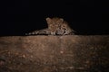 A leopard is lying on a wall at night illuminated by a spotlight. Royalty Free Stock Photo