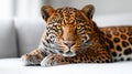 leopard lying on white sofa, portrait Royalty Free Stock Photo