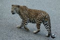 Leopard, male, Panthera Pardus, Nagarhole National park Karnataka, India Royalty Free Stock Photo