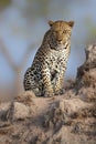 Leopard male sitting on a termite hill