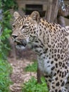 Leopard male walking by the fence