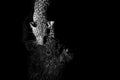 Leopard marks his territory on a tree in darkness artistic conve